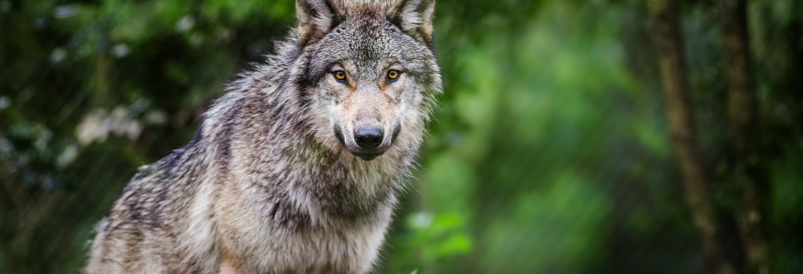 Symbolbild eines Wolfs